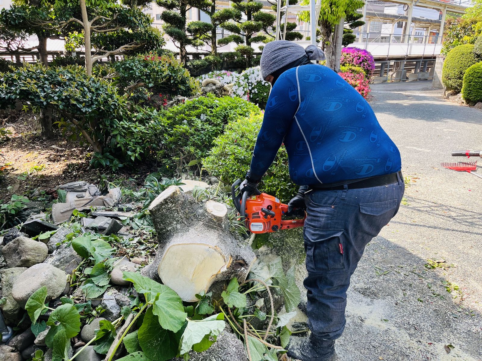 福岡 伐採 施工事例 3