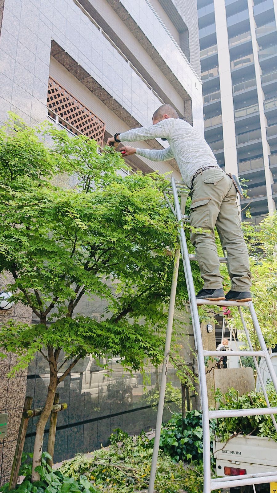 福岡 庭木剪定 施工事例 7